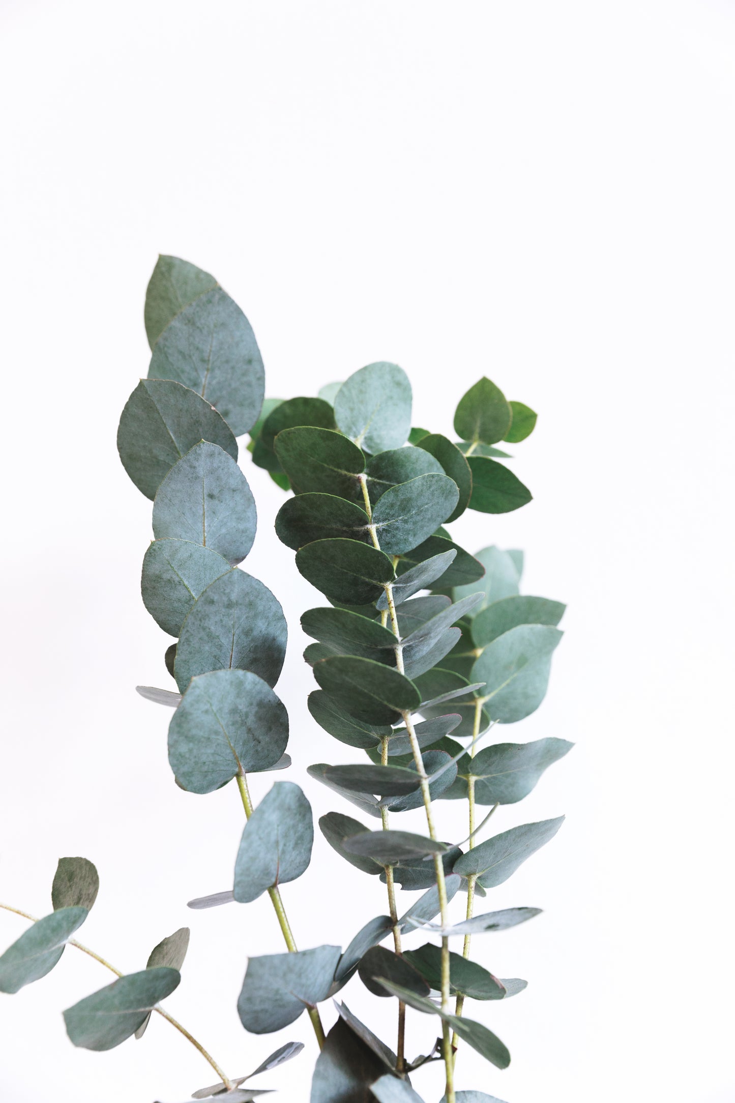 Eucalyptus Byewas Kers